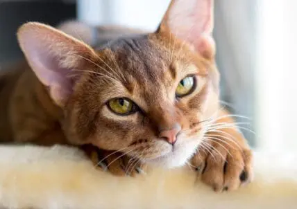 Make your own DIY cat toys from stuff you aleady have around your house.