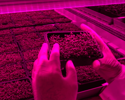 Dubai Gets Its First Indoor Vertical Farm