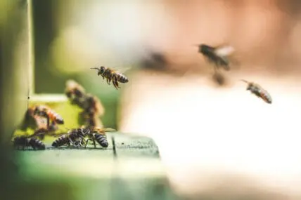Neonicotinoid Pesticides Impair Bees' Social Behavior, New Study Shows