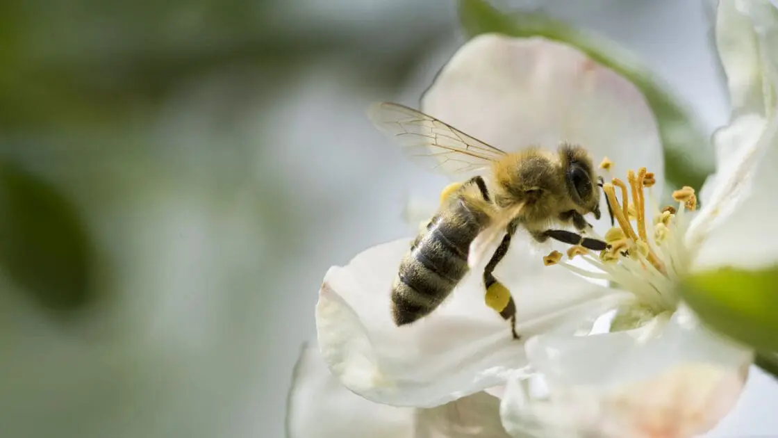 Europe Bans Bee-Killing Neonicotinoid Pesticides