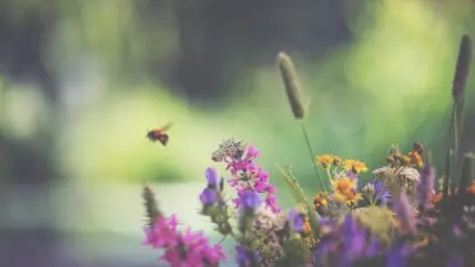 Exposure to Pesticides 50 Percent More Devastating for Hungry Honeybees, Study Shows