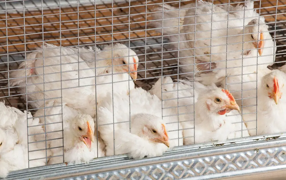 Tyson Foods Says It's Phasing Out Antibiotic Use in Chickens