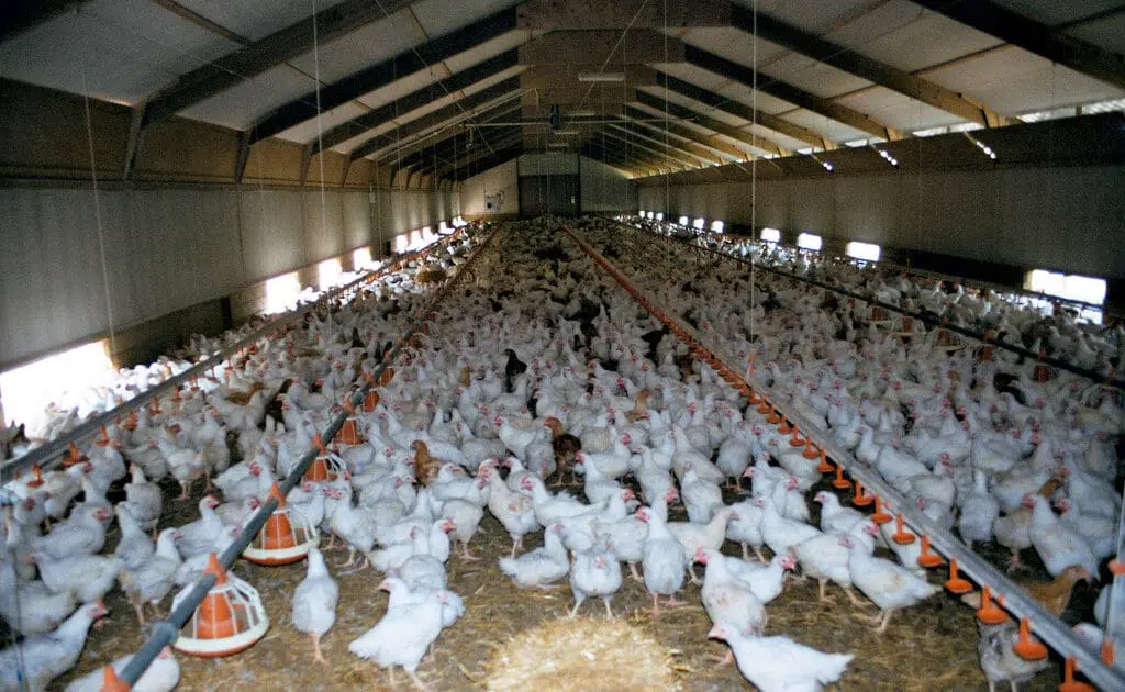 broiler chickens