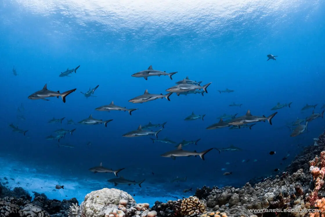 @TOP DIVE / Greg Le Cour