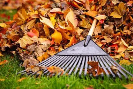 fall leaves