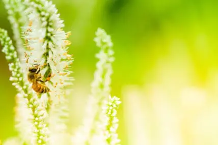 Far-Reaching Dangers of Agricultural Pesticides Emphasized in New Research