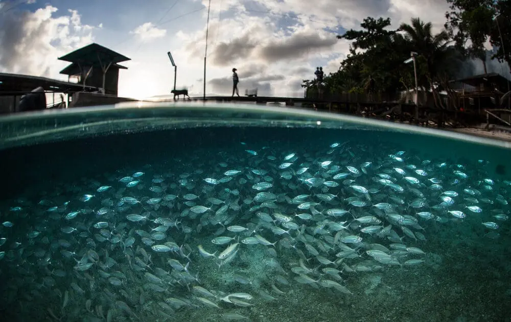 USDA Organic Seafood Standards To Be Released This Year