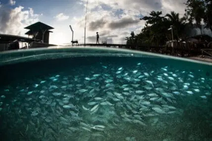 USDA Organic Seafood Standards To Be Released This Year