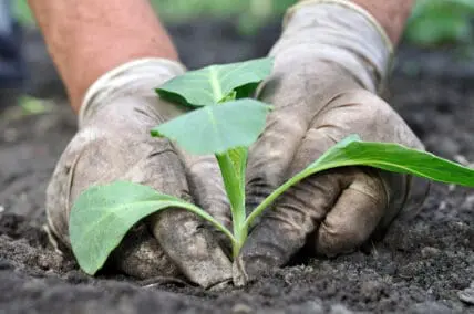 farmer planting