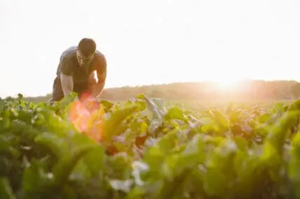 organic agriculture