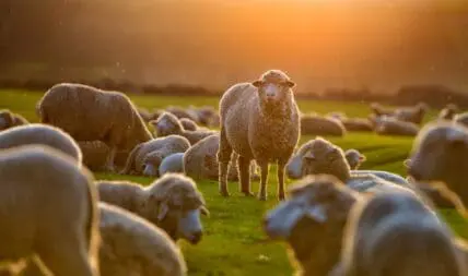 Fast, Cheap Meat is Ushering in the Anthropocene, Warn Scientists