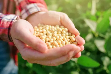 organic soybeans