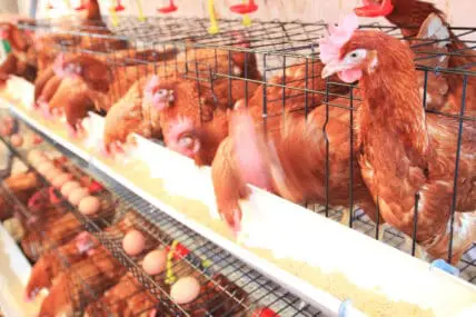 First Ever Egg Factory Farm Drone Exposé Reveals the Horrific Reality for Millions of Hens