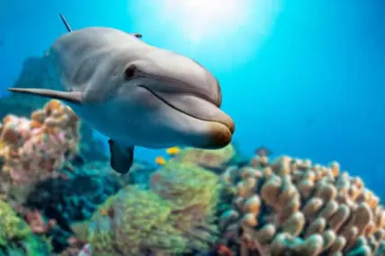 First-Ever Undercover Footage Details Cruelty in California Fishing Industry