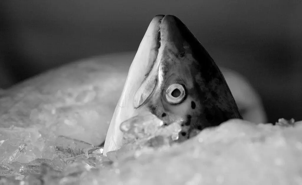 fish