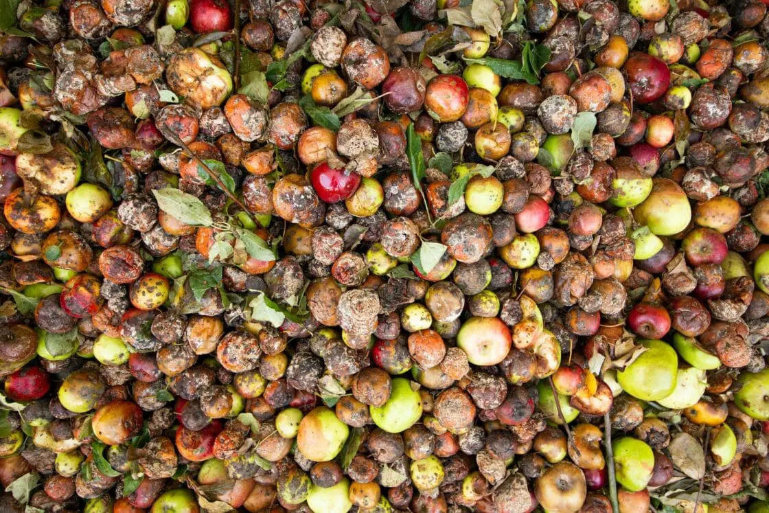 Image of a huge amount of dirty apples decomposing in a landfill showcasing the problem that when do not store food in glass food storage containers properly, there is considerably more wasted food, which, when it decomposes, releases greenhouse gases.
