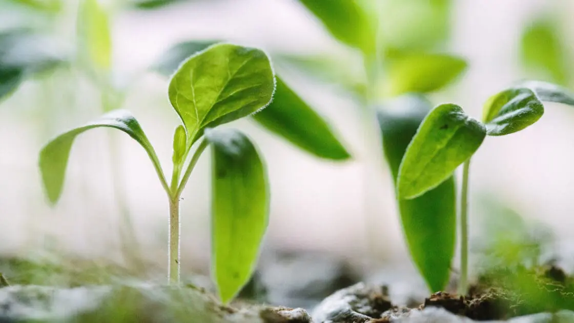 4 Grow Your Own Garden Kits to Make Quarantine Gardening Easy