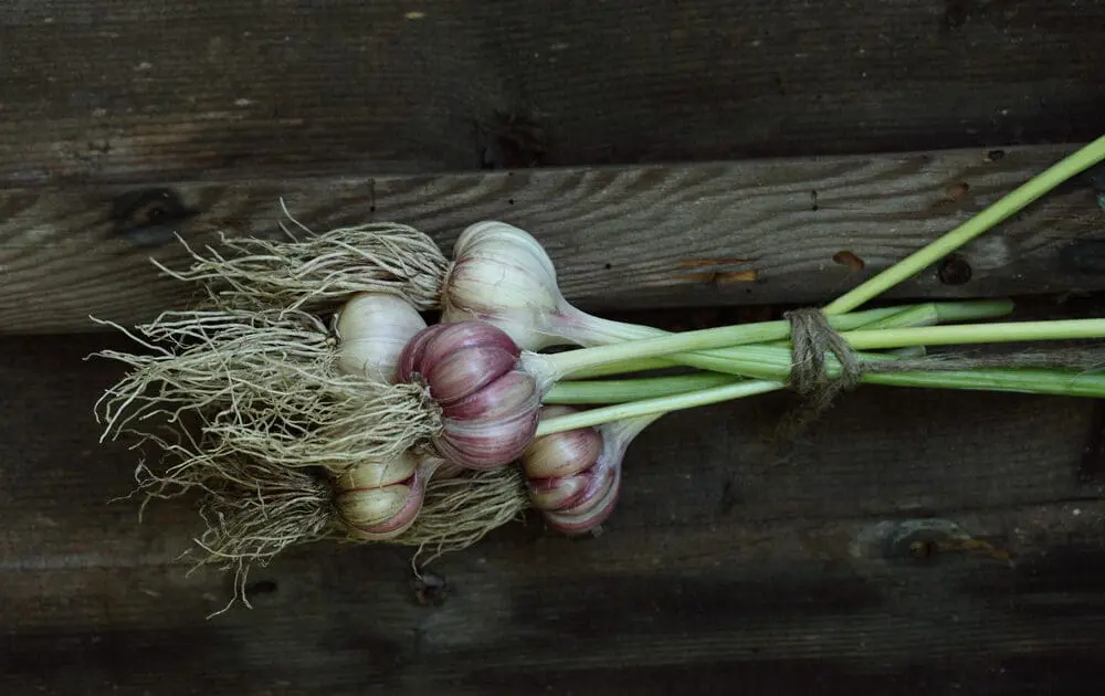 How to grow garlic