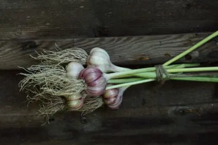 How to grow garlic