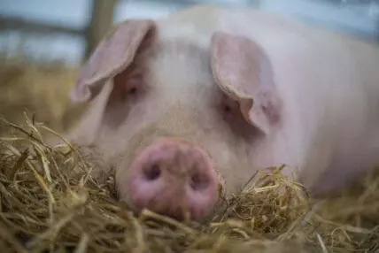 Genetically Engineered 'Double-Muscle' Pigs Surface in Cambodia