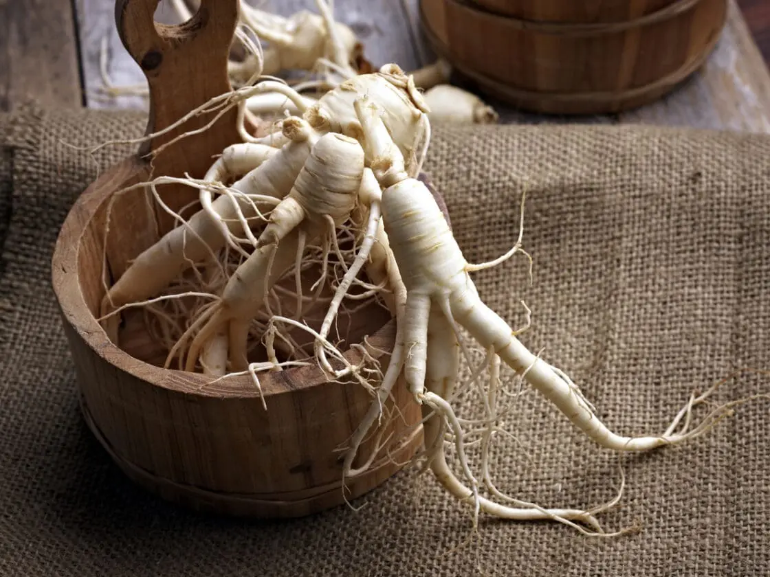 Ginseng Benefits