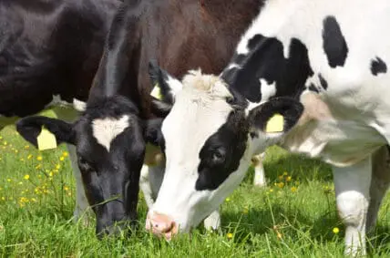 Is Grass-Fed Beef Disappearing for Good?