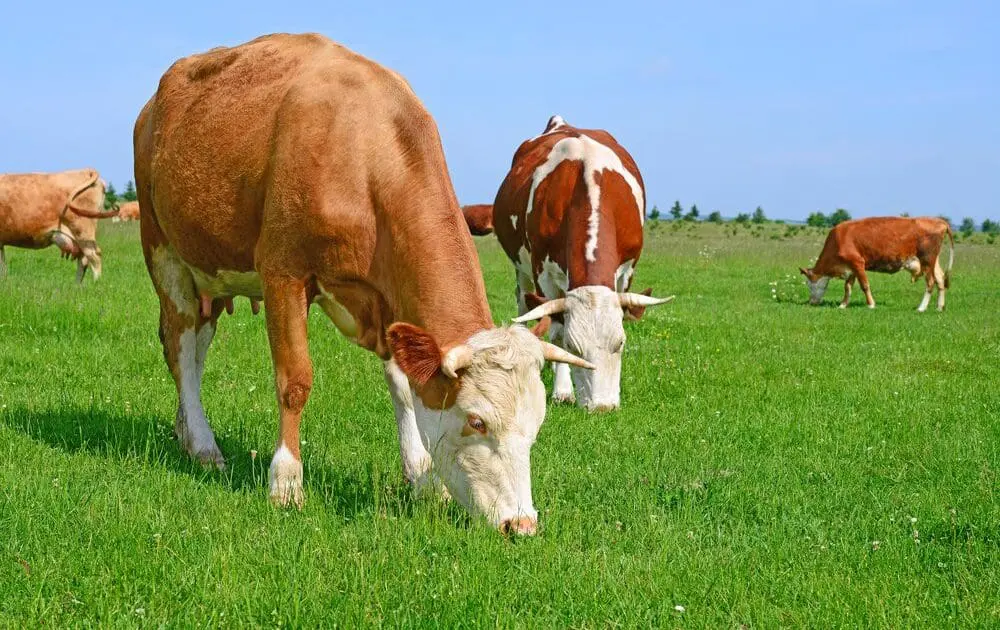 grazing cows