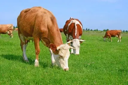 grazing cows