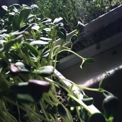With Urban Farming, 3 Guys in Queens Might Save the World