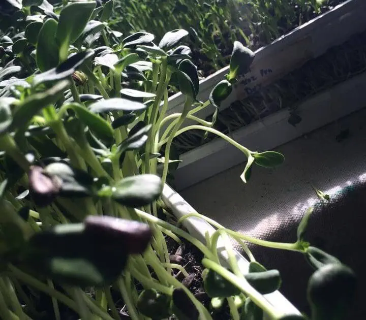With Urban Farming, 3 Guys in Queens Might Save the World
