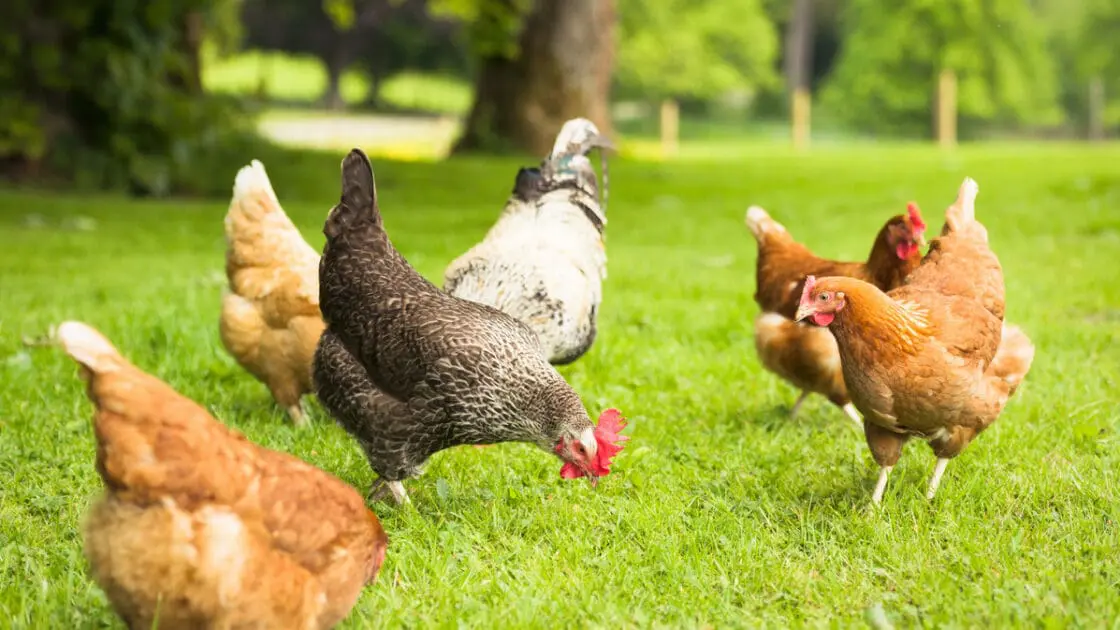 organic eggs