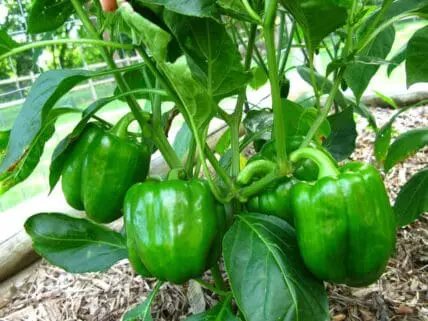 growing bell peppers photo