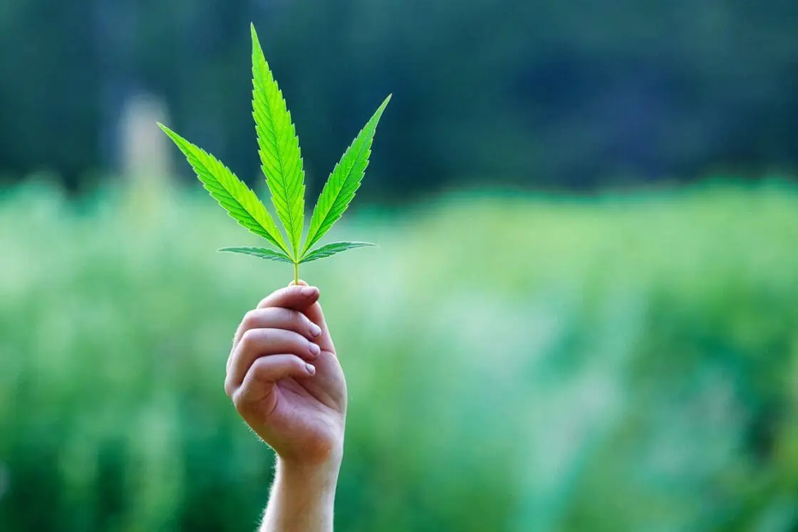 best cbd oil
