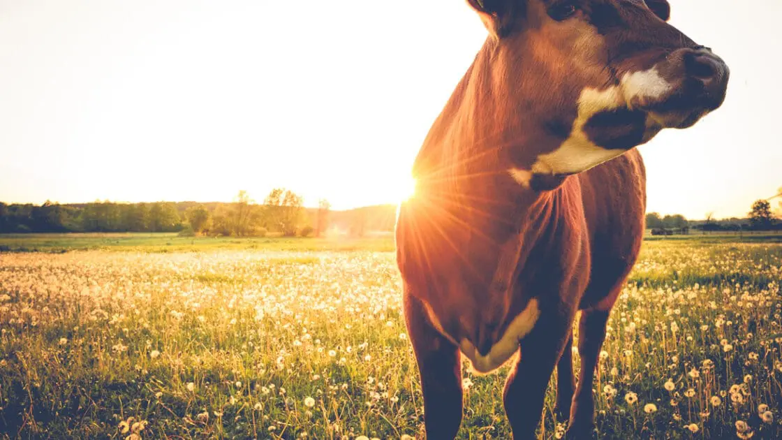 grass-fed dairy