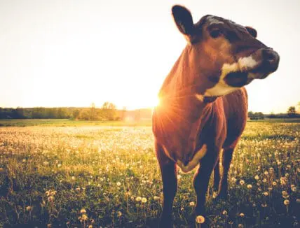 grass-fed dairy