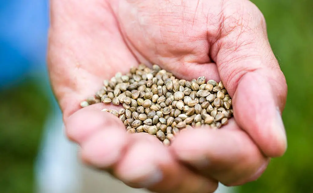 hemp seeds