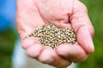 hemp seeds