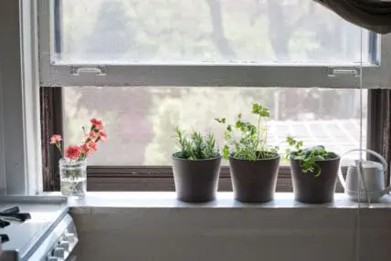 herbs