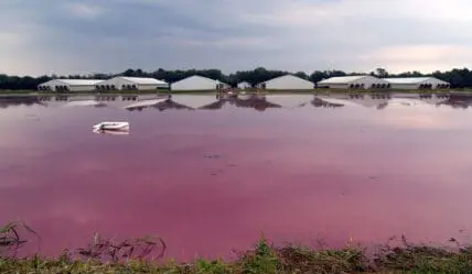 Hog Farms Hurricane Florence