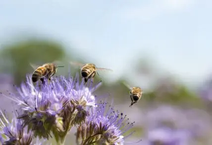 honey bees