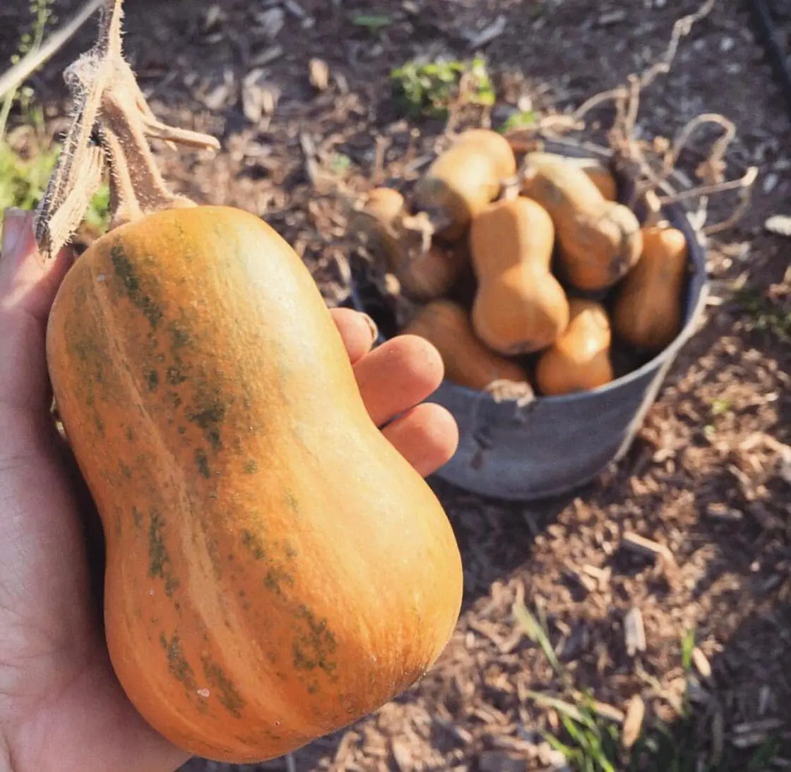 honeynut squash