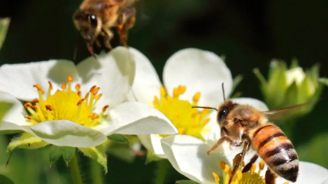 honeybees can be affected by neonicotinoid pesticides