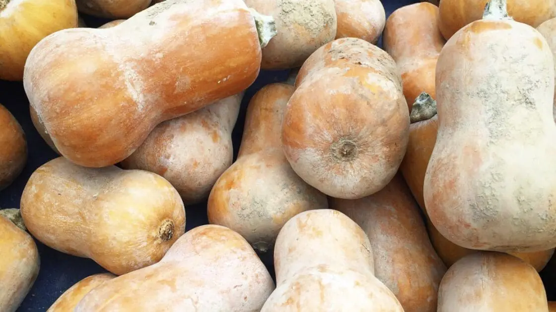 honeynut squash