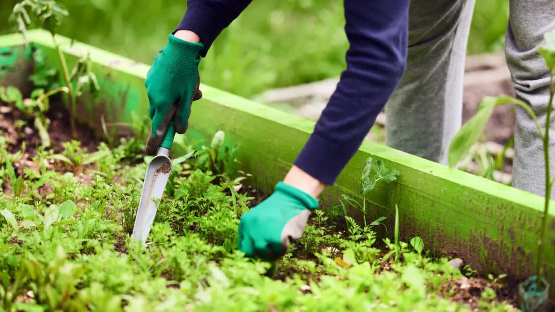 How to Make Weeding Your Garden Super Easy (Let a Garden Robot Do It!)