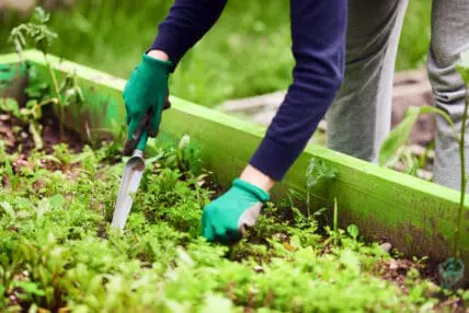 How to Make Weeding Your Garden Super Easy (Let a Garden Robot Do It!)