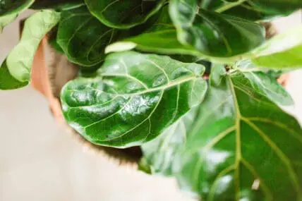 How to Make Your Fiddle Leaf Fig Happy