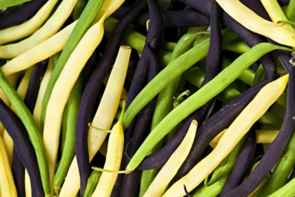 Image of a close up multi colored green beans showing the best way to cook fresh green beans.