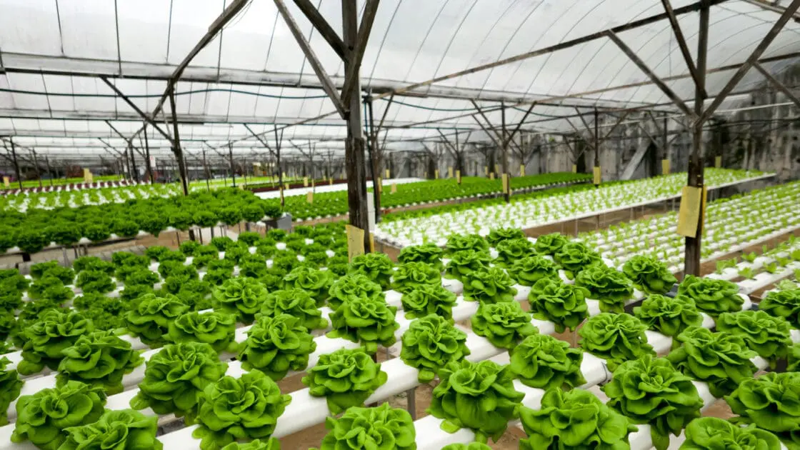 Hydroponic Farming Startup Wants to Build a Vertical Farm in Every Major City Worldwide