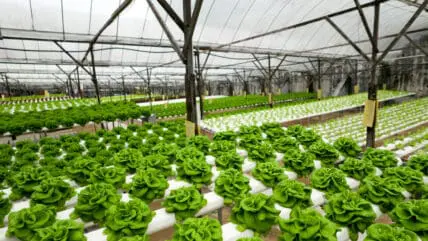Hydroponic Farming Startup Wants to Build a Vertical Farm in Every Major City Worldwide