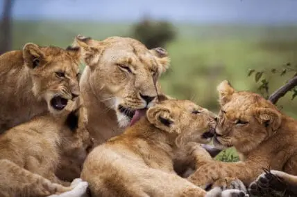 I Did It: I Went on an African Safari and Encountered Mind-Blowing Animals at Every Turn